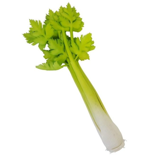 fake celery 30cm