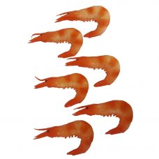 Fake Shrimp Set