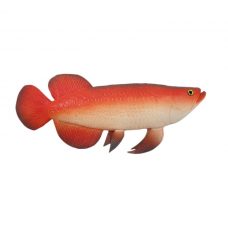 Exotic Art Ornamental Fish Red White