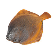 Fake Plaice