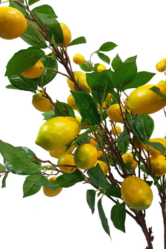 Frucht-Zweig-Kunst-Zitronen