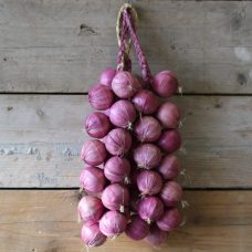 Fake Red Onions Strict Atmosphere Photo