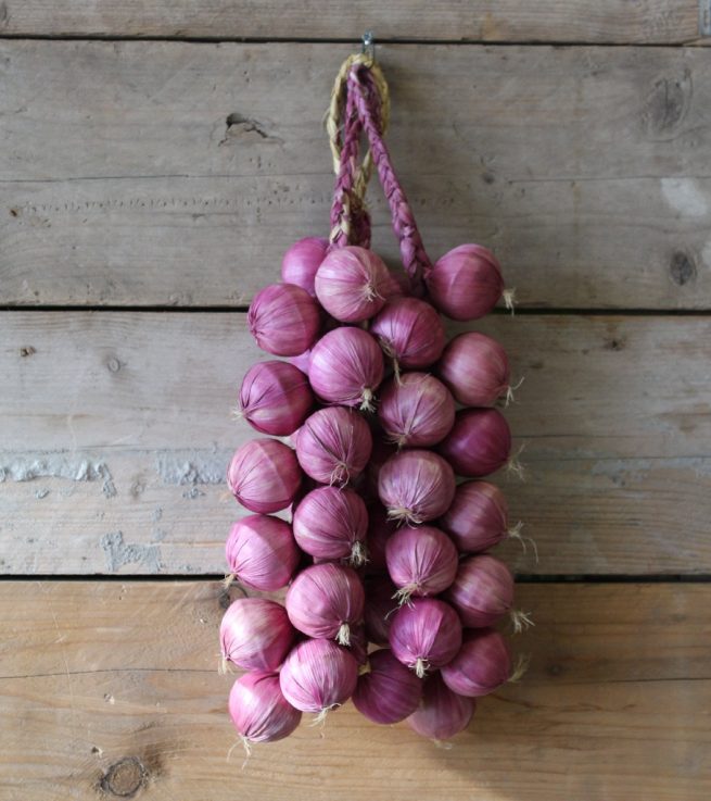 Fake Red Onions Strict Atmosphere Photo