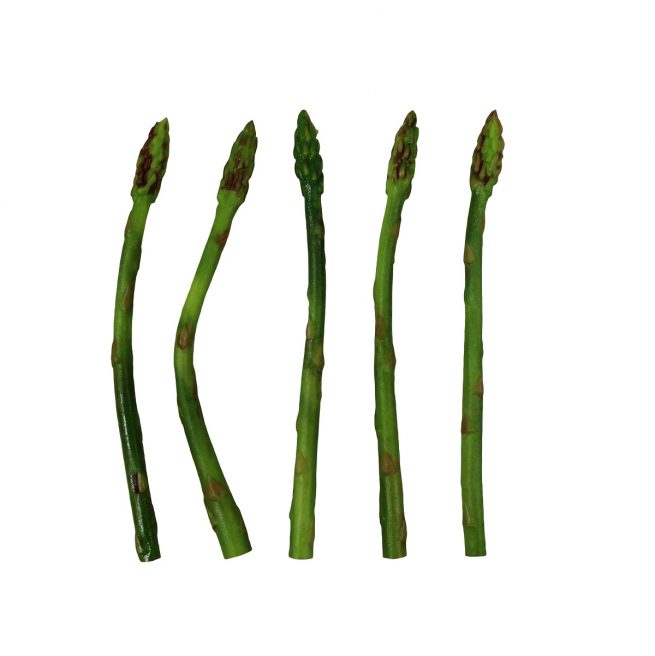 Set of Fake Asparagus