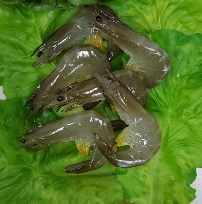 Set of Gray Fake Shrimp