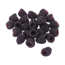 Levensechte nep bramen (25 stuks) – Kunst bramen in diep donkerpaars voor etalages en displays | Decofoodshop.nl